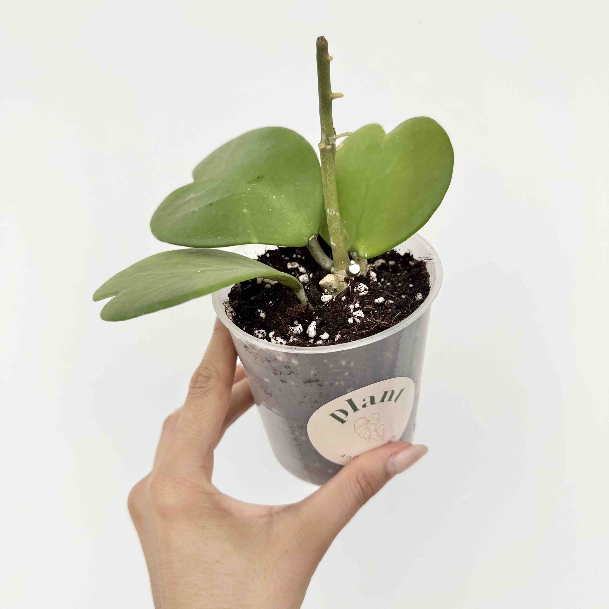 hoya succulent plant Hoya Kerrii Pots 6cm 9cm Wax Flowers Production – plantandstories