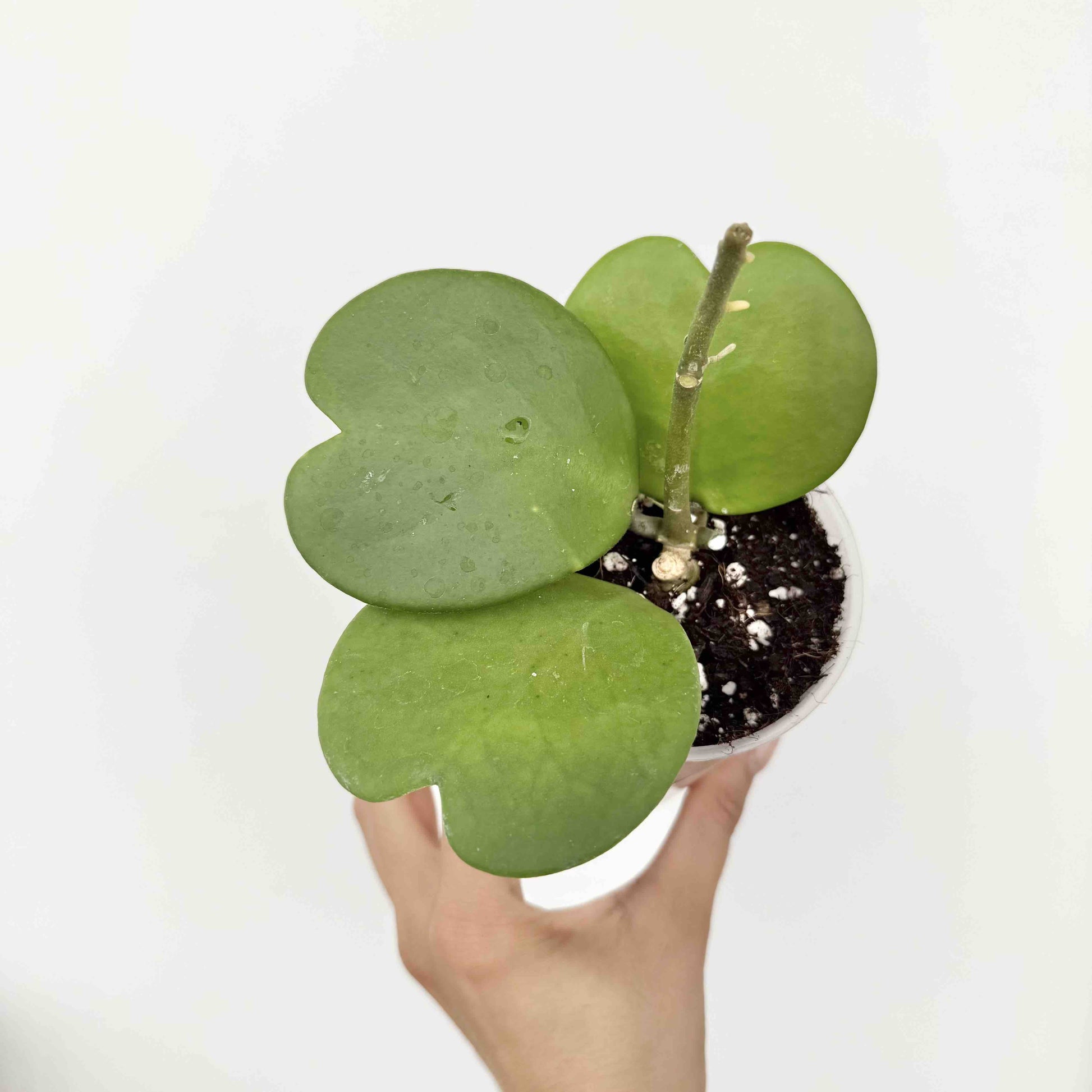is hoya kerrii a succulent Hoya Kerrii Pots 6cm 9cm Wax Flowers Production – plantandstories