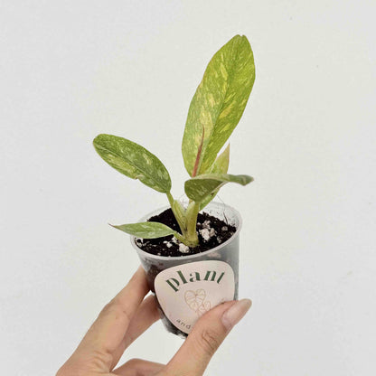 Philodendron Ring of fire - plantandstories