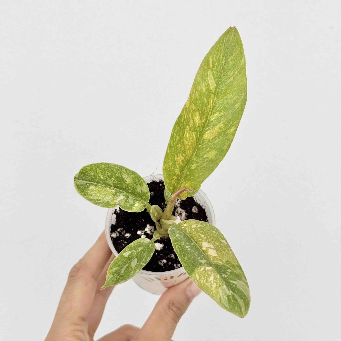 Philodendron Ring of fire - plantandstories