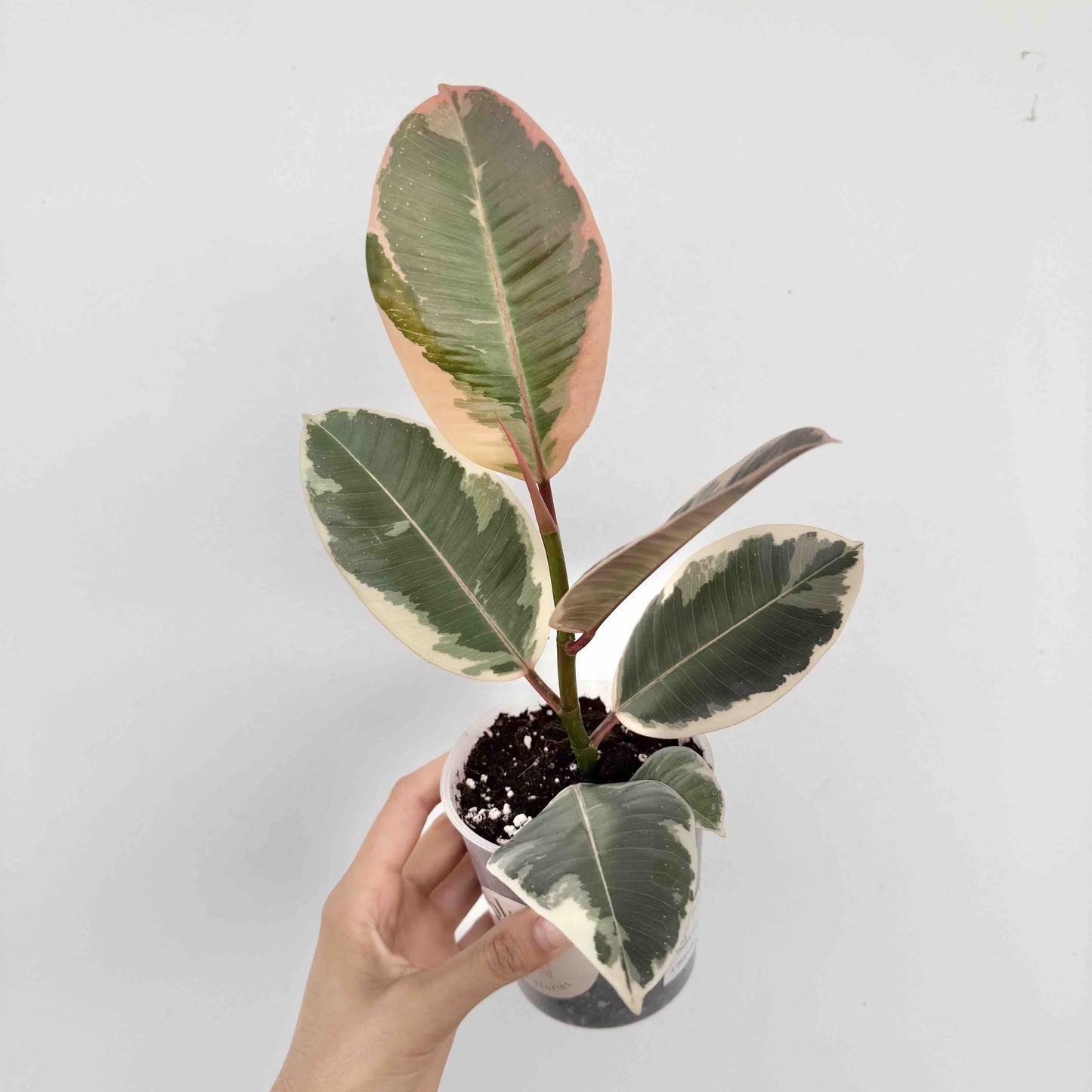 Ficus Elastica Tineke
