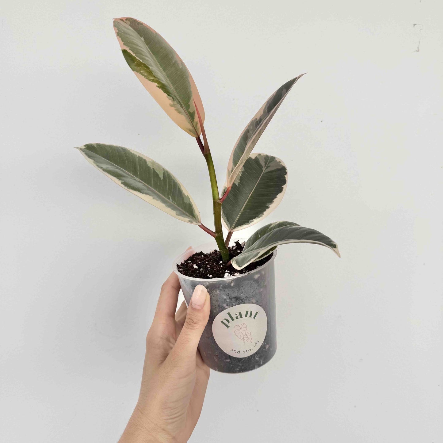 Ficus Elastica Tineke