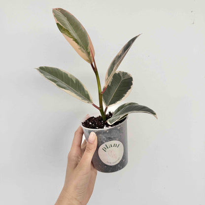 Ficus Elastica Tineke
