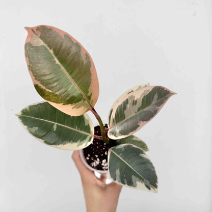 Ficus Elastica Tineke