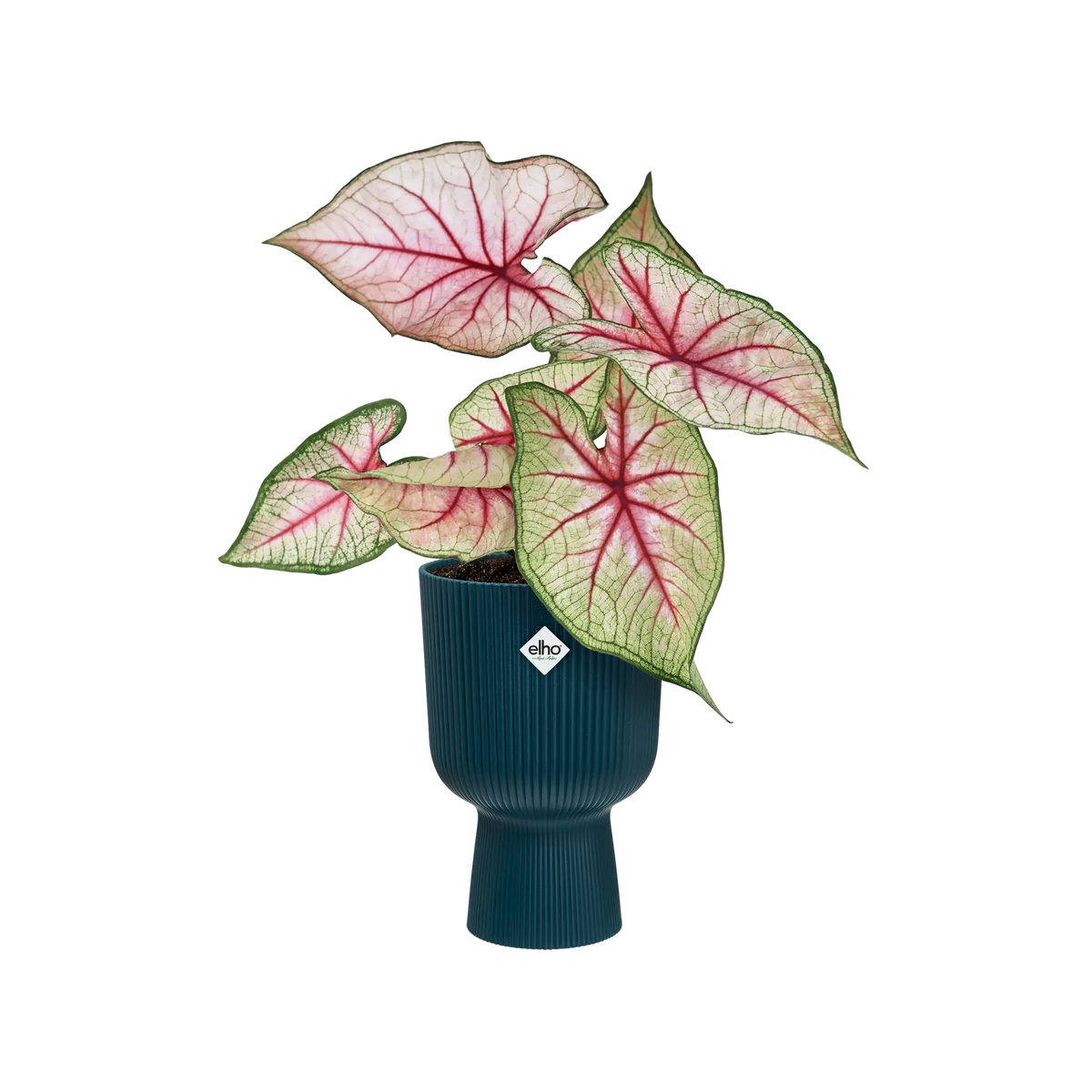 Un Caladium aux feuilles roses et vertes lumineuses dans un cache-pot Vibes Fold Coupe bleu canard strié