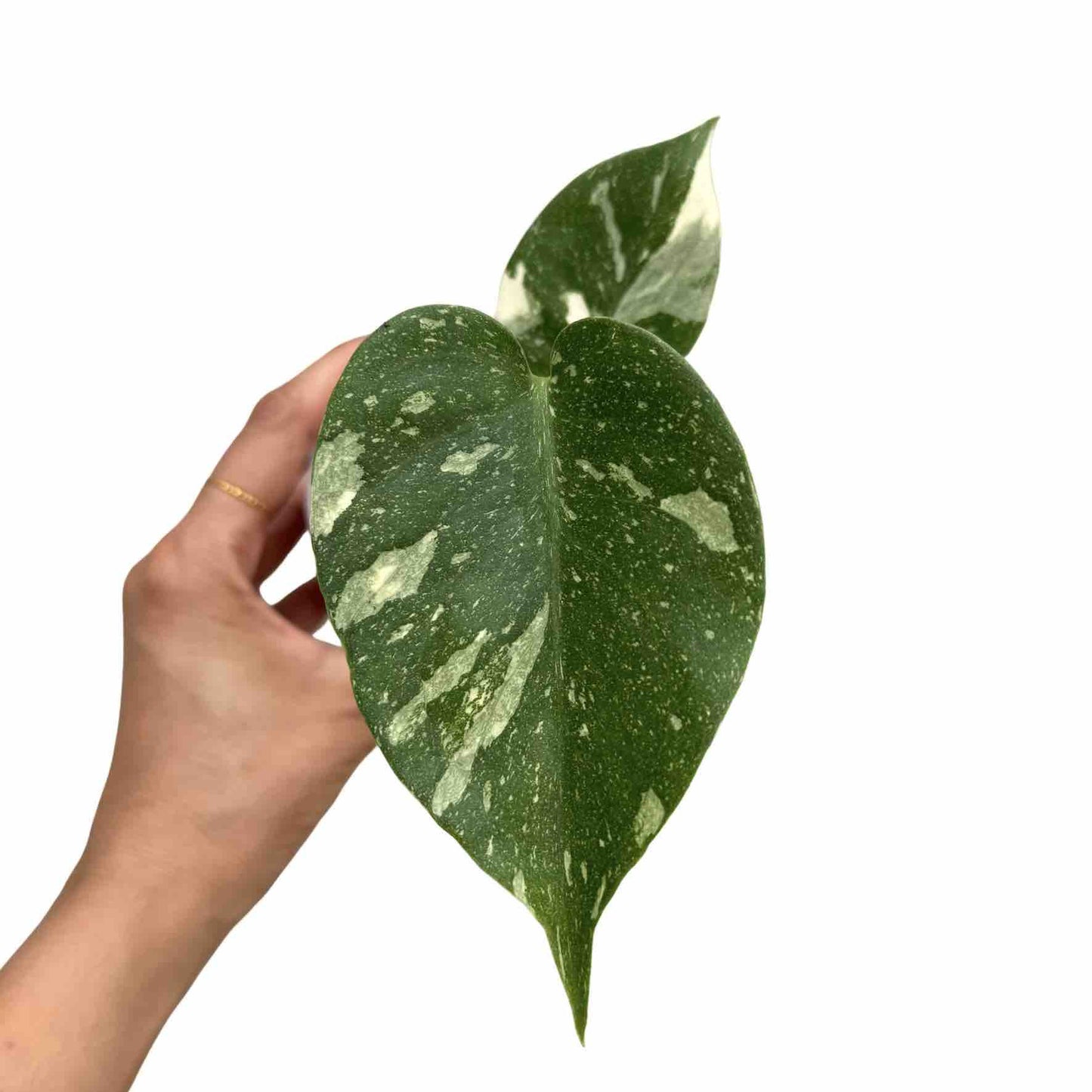 Monstera Thai Constellation