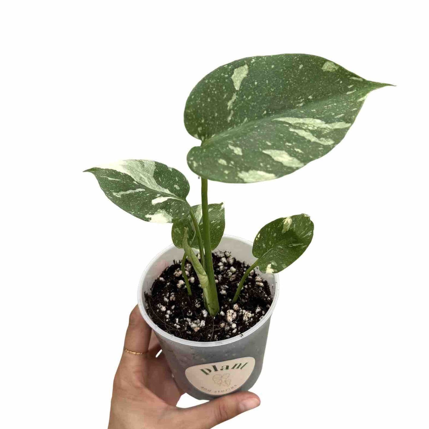 Monstera Thai Constellation