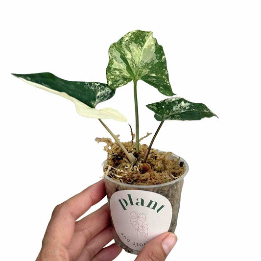 Jeune Syngonium Albo Variegata au feuillage panaché de vert et de blanc, cultivé dans un pot transparent en sphaigne