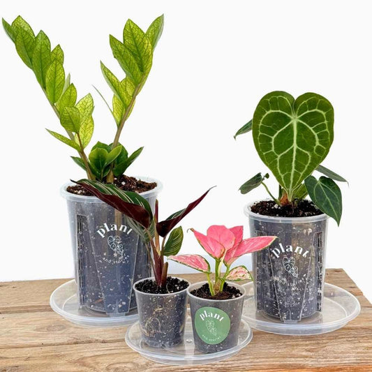 Quatre plantes en pots transparents et des soucoupes transparentes pour plantes, posées sur une table en bois