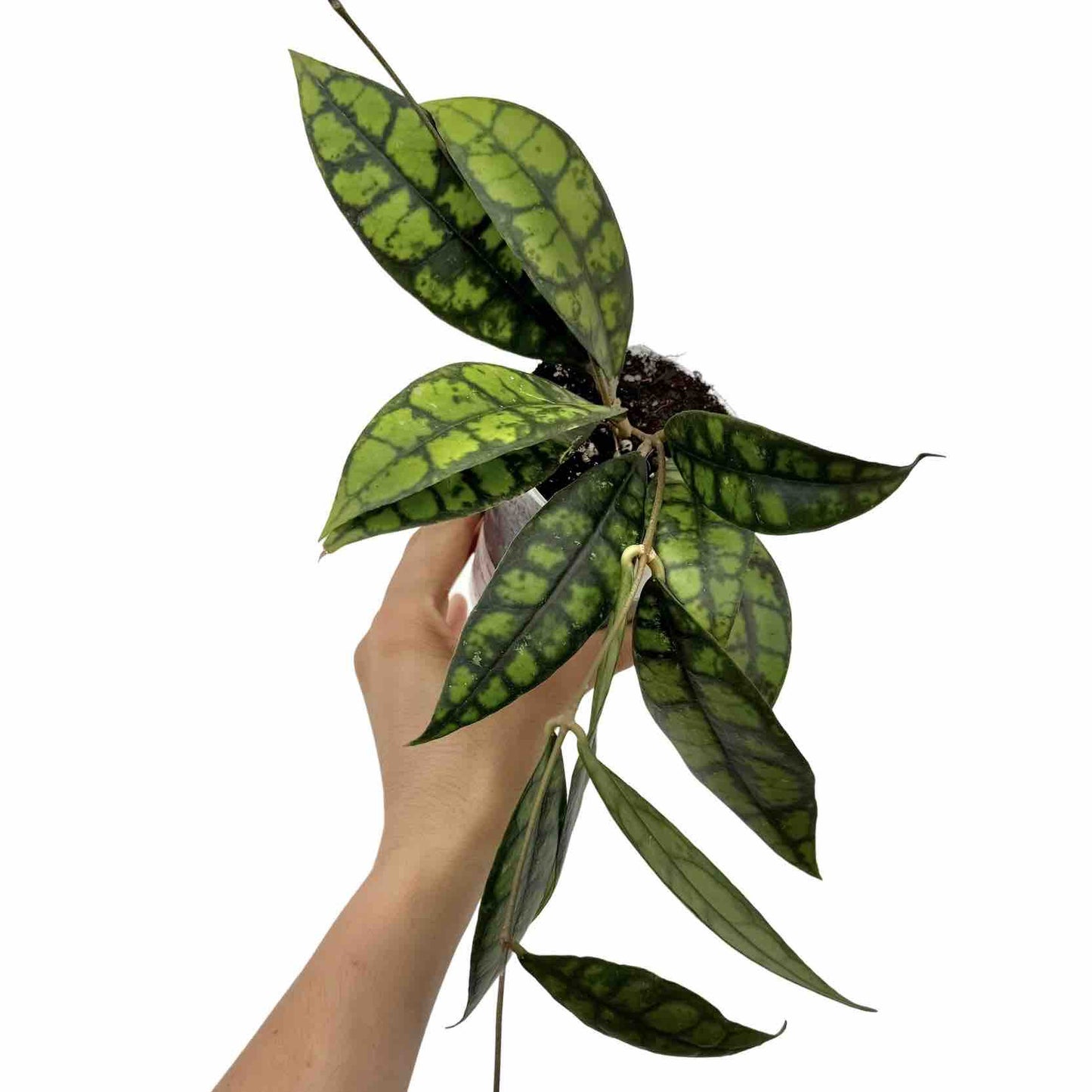 Hoya Black Cat (Meredithii IML 3576)