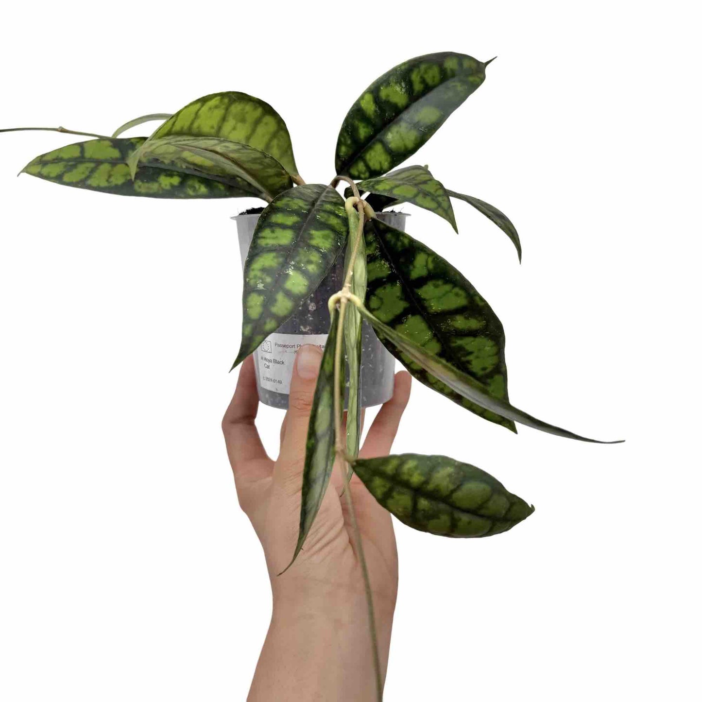 Hoya Black Cat (Meredithii IML 3576)