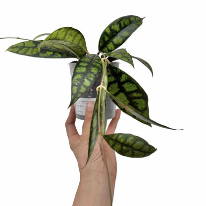 Hoya Black Cat (Meredithii IML 3576)