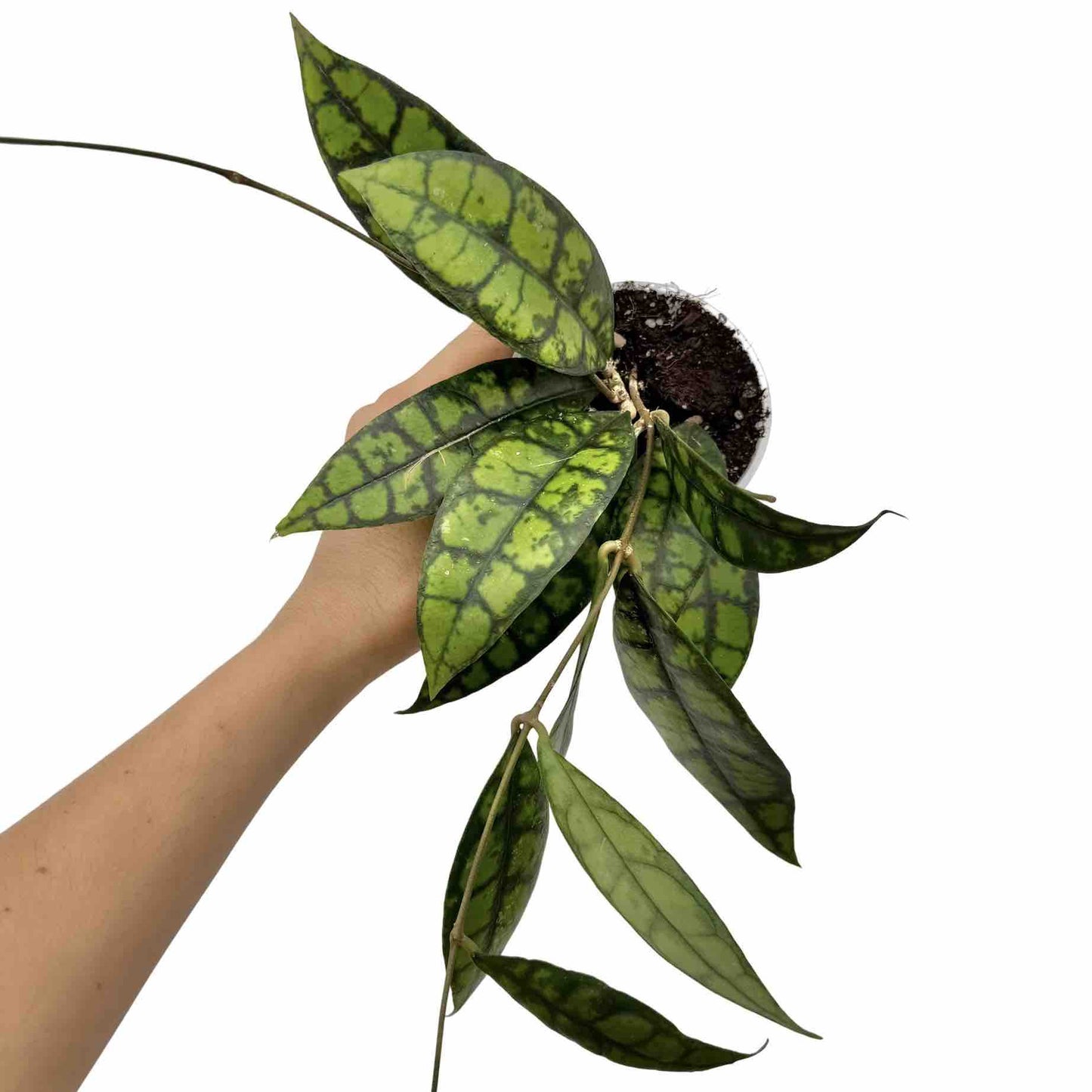 Hoya Black Cat (Meredithii IML 3576)