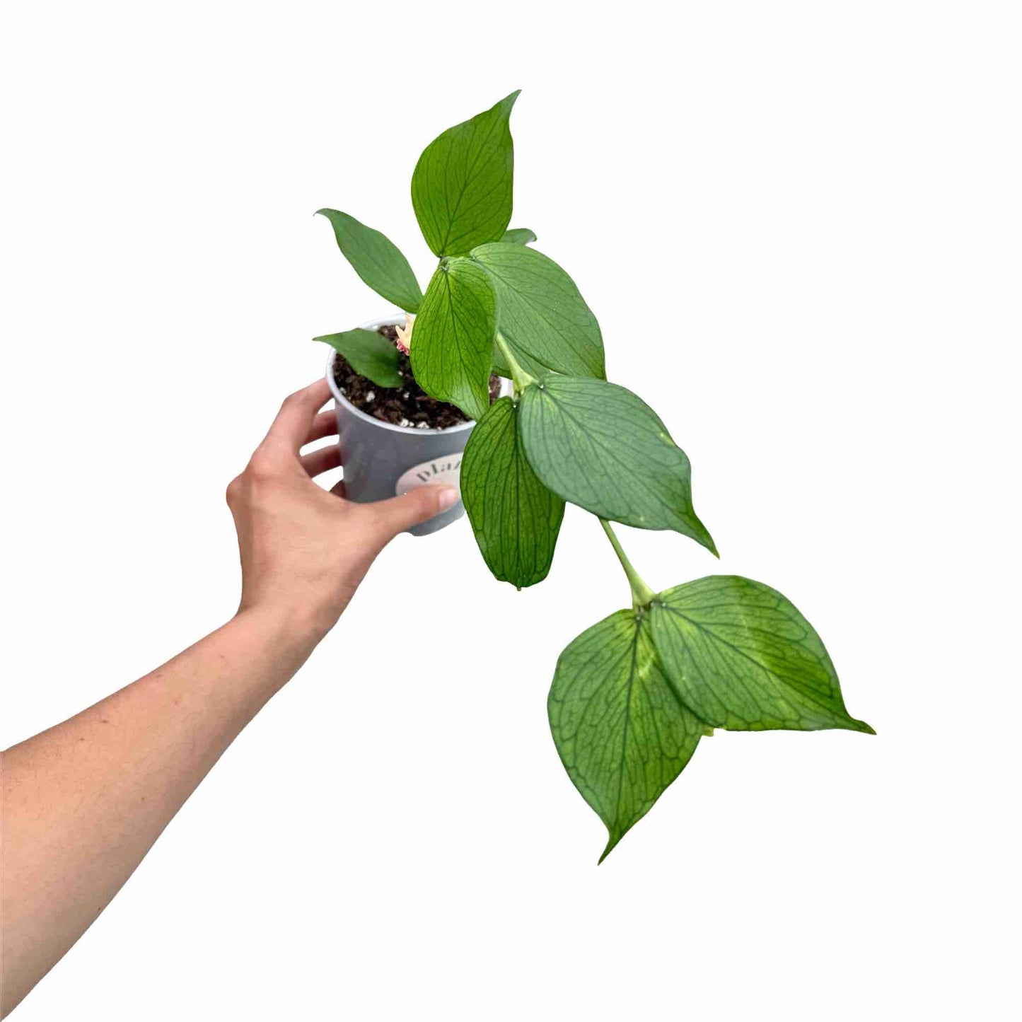 Hoya Polyneura