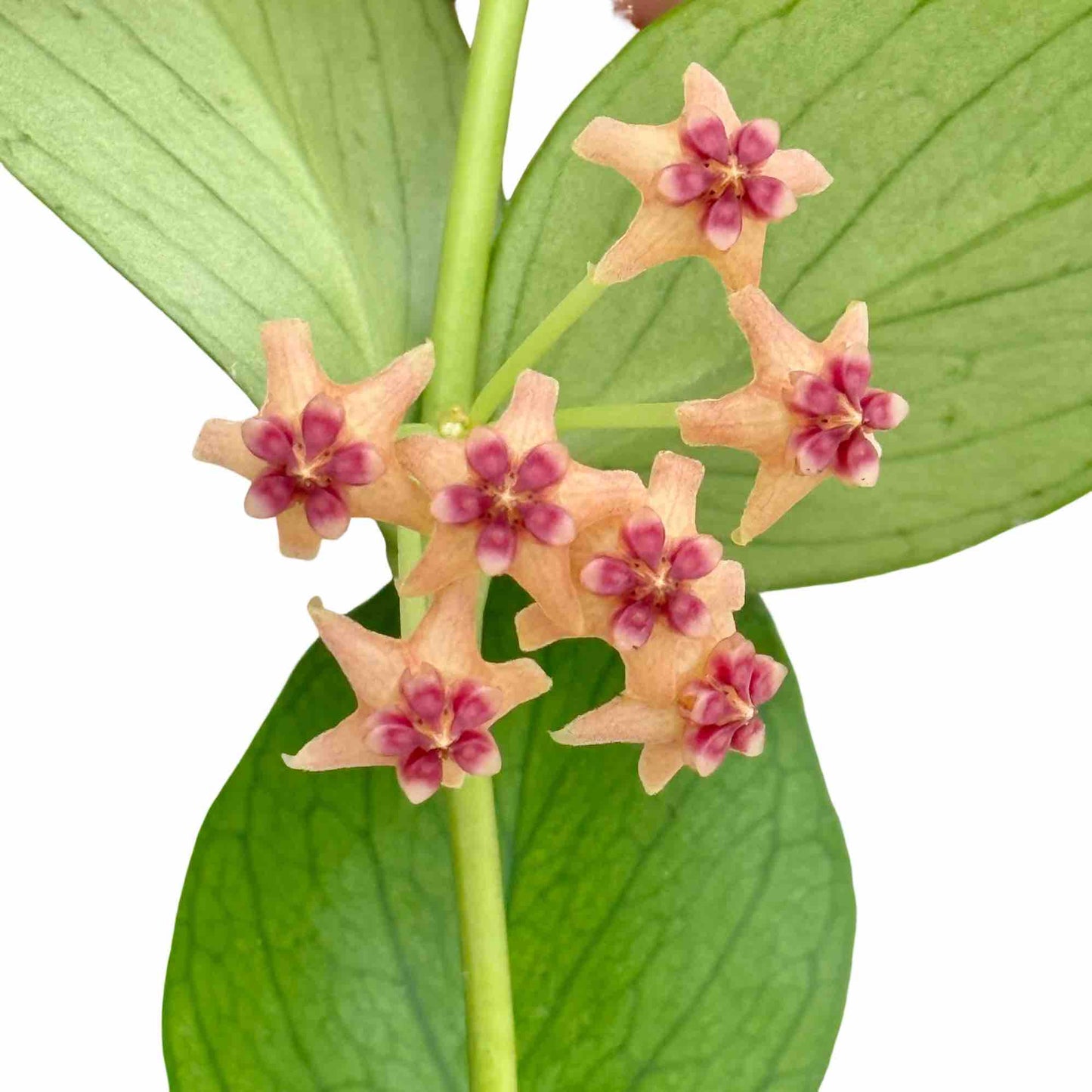 Hoya Polyneura
