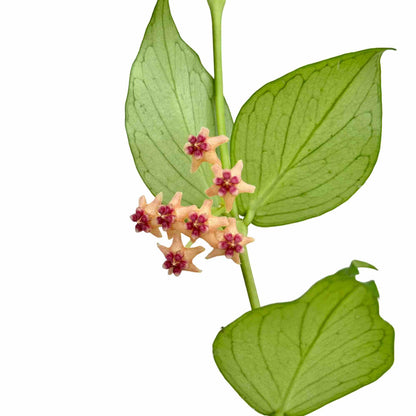 Hoya Polyneura
