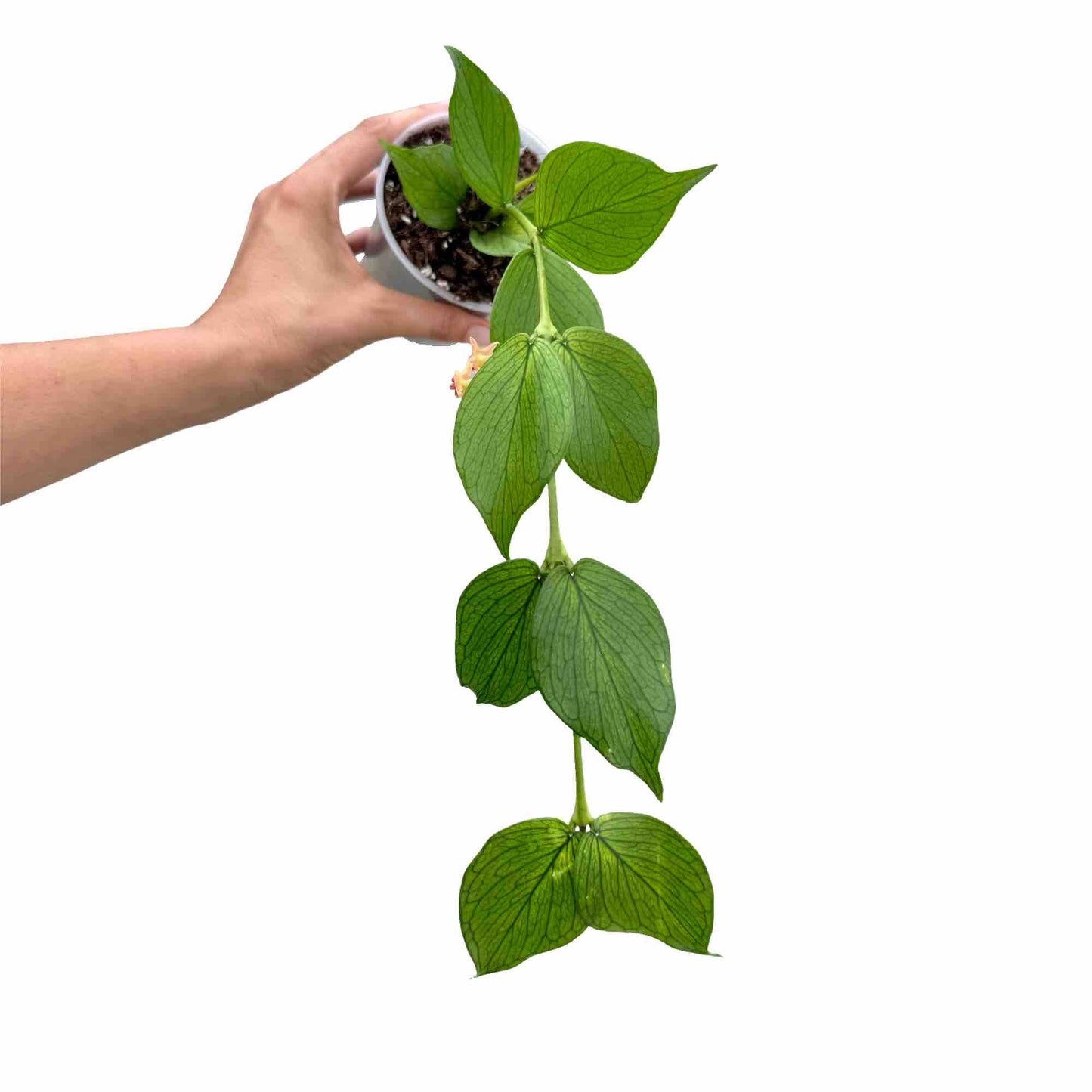 Hoya Polyneura