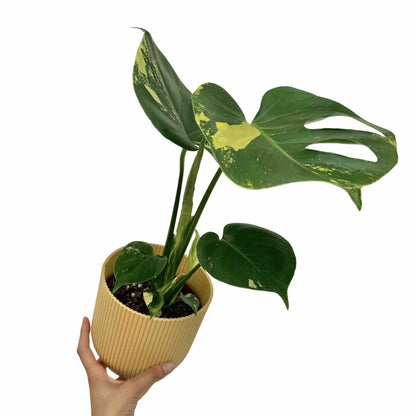 Monstera Deliciosa Aurea
