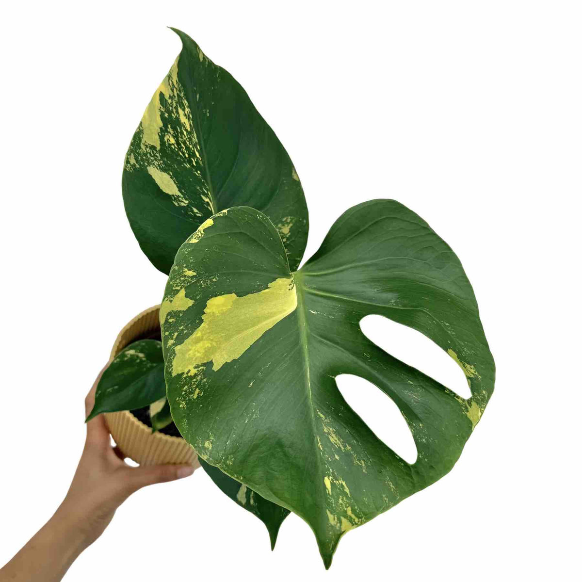 Monstera Deliciosa Aurea aux grandes feuilles vertes et jaunes panachées, avec des perforations naturelles