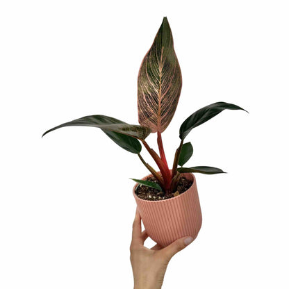 Philodendron Pink Birkin (Bikini)