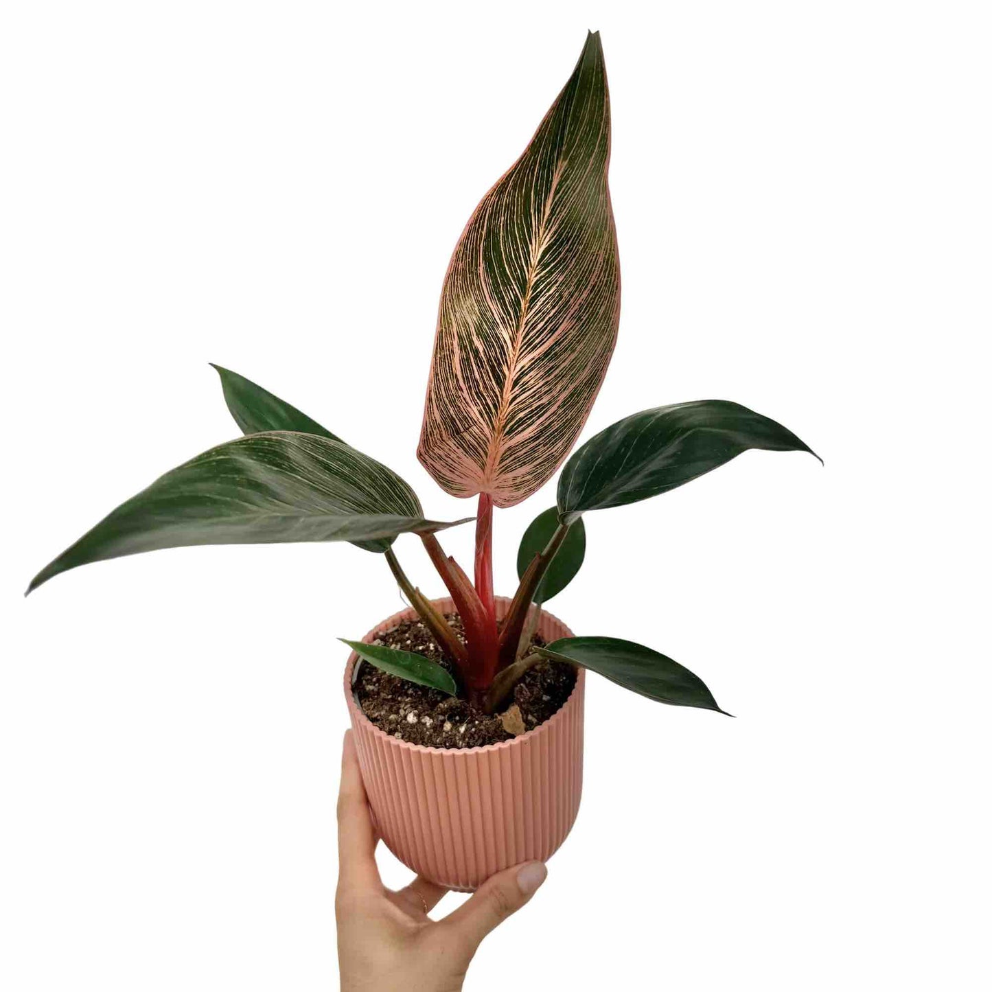 Philodendron Pink Birkin (Bikini)