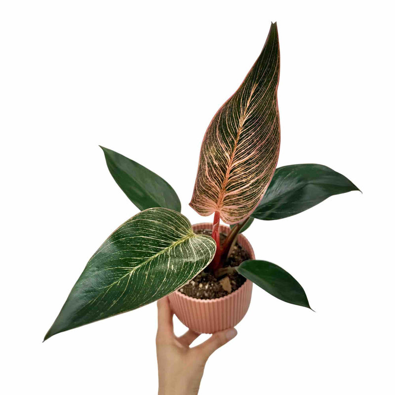 Philodendron Pink Birkin (Bikini)