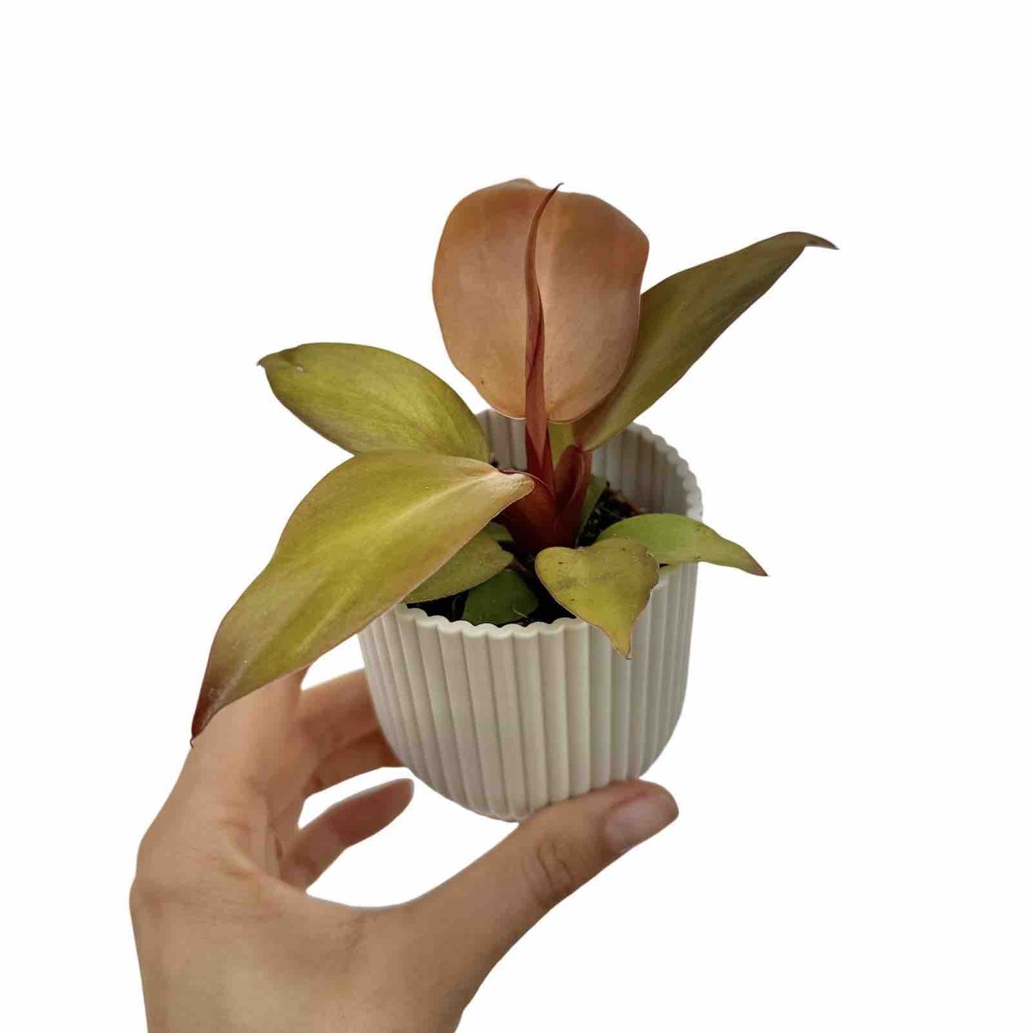 Philodendron McColley's Finale en pot blanc, avec un feuillage vert olive et de jeunes pousses saumonées