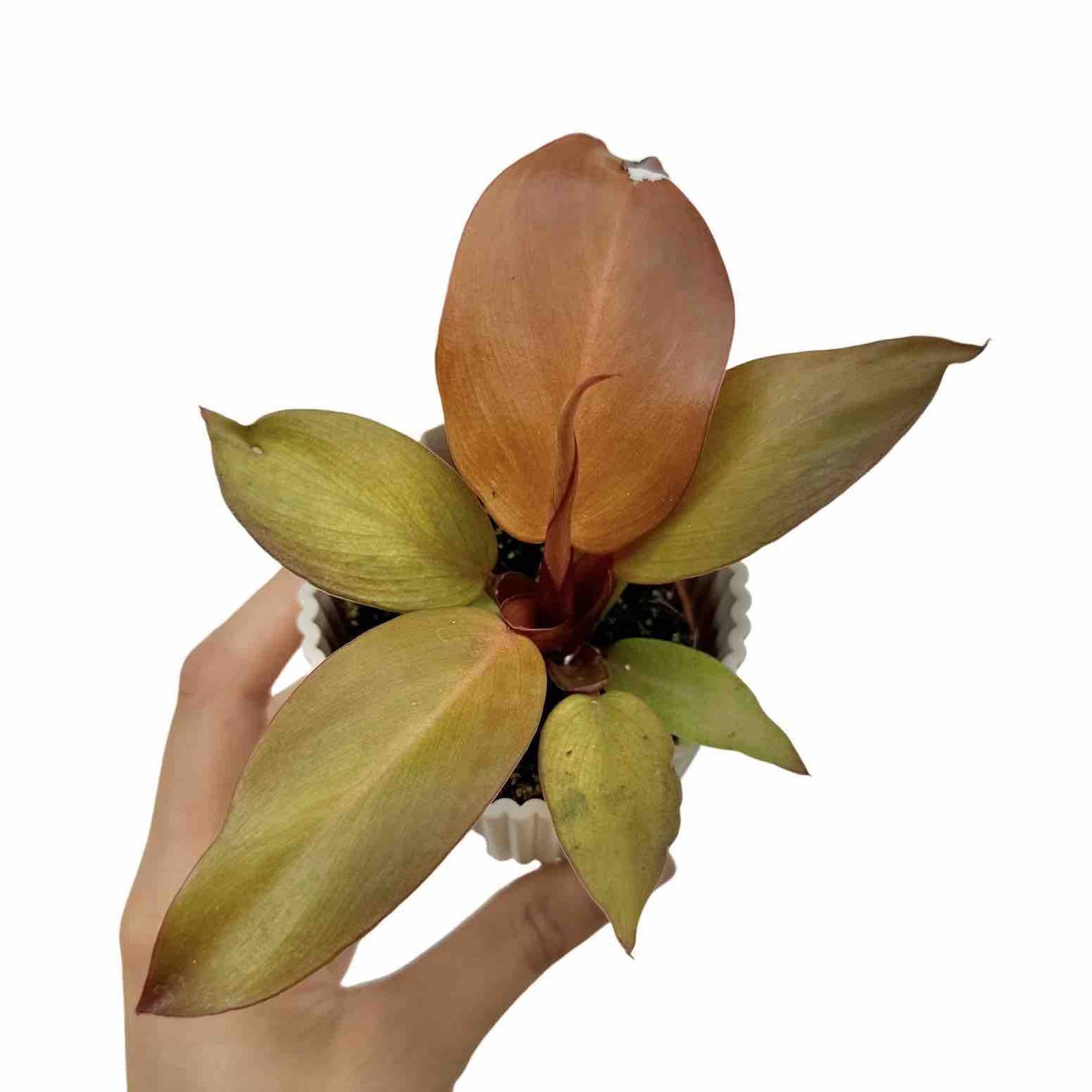 philodendron mccolley care Philodendron McColley's Finale – plantandstories