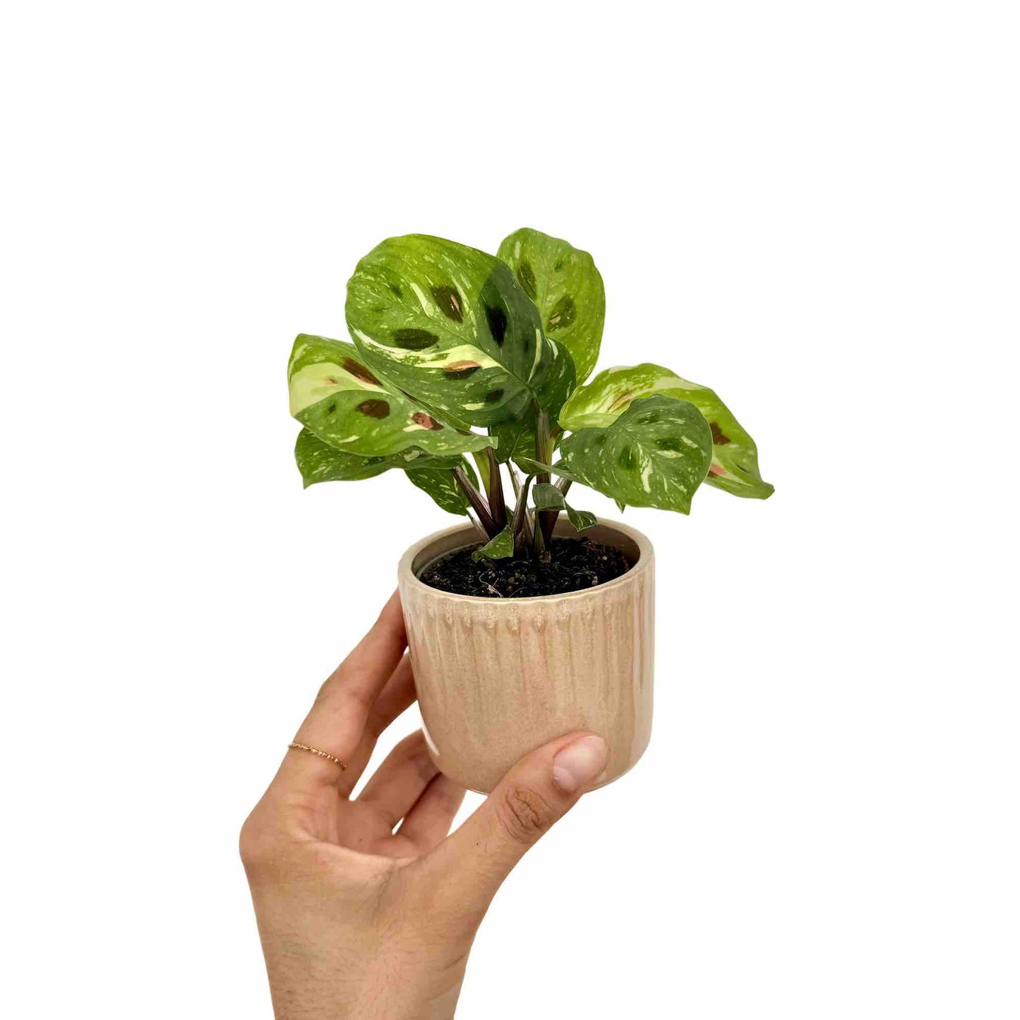 Maranta Kerchoveana Variegata