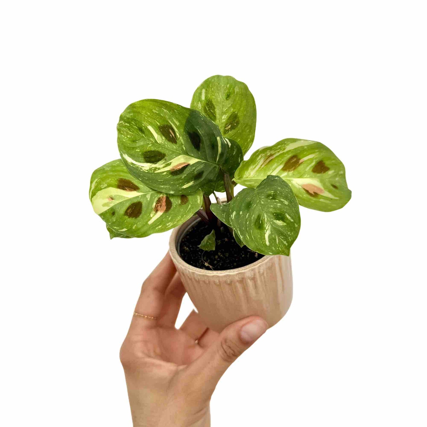 Maranta Kerchoveana Variegata aux feuilles vertes marbrées de blanc et de marron, dans un pot crème nervuré