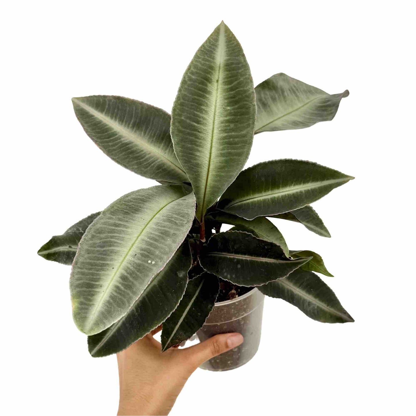 Labisia Pumila - plantandstories
