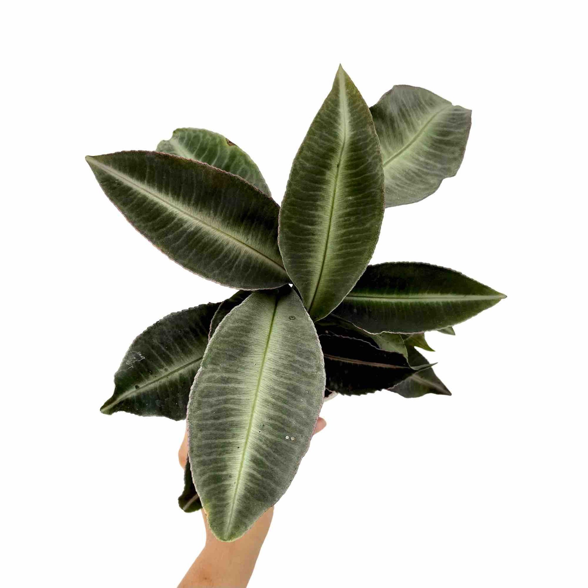 Labisia Pumila - plantandstories
