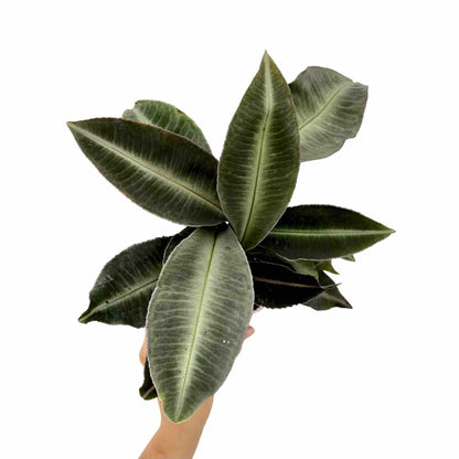 Labisia Pumila - plantandstories
