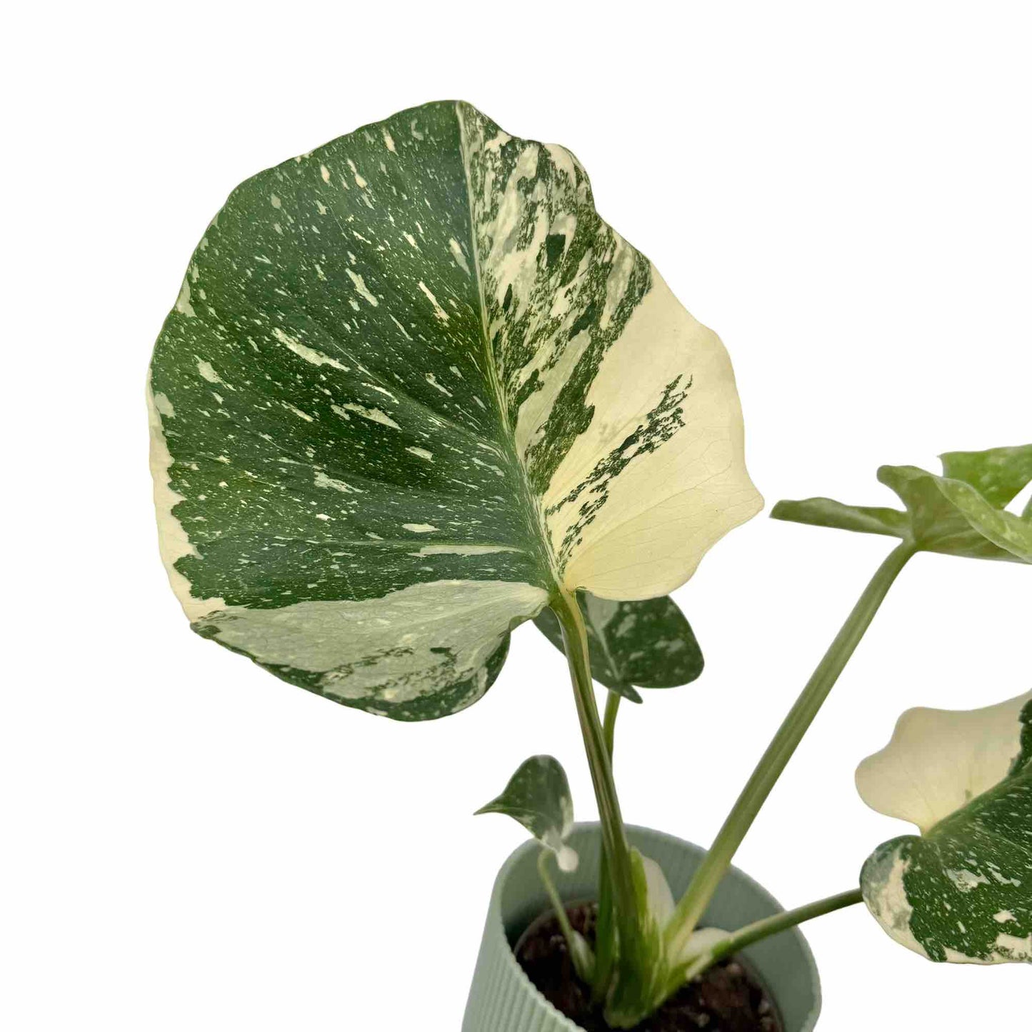 Monstera Thai Constellation