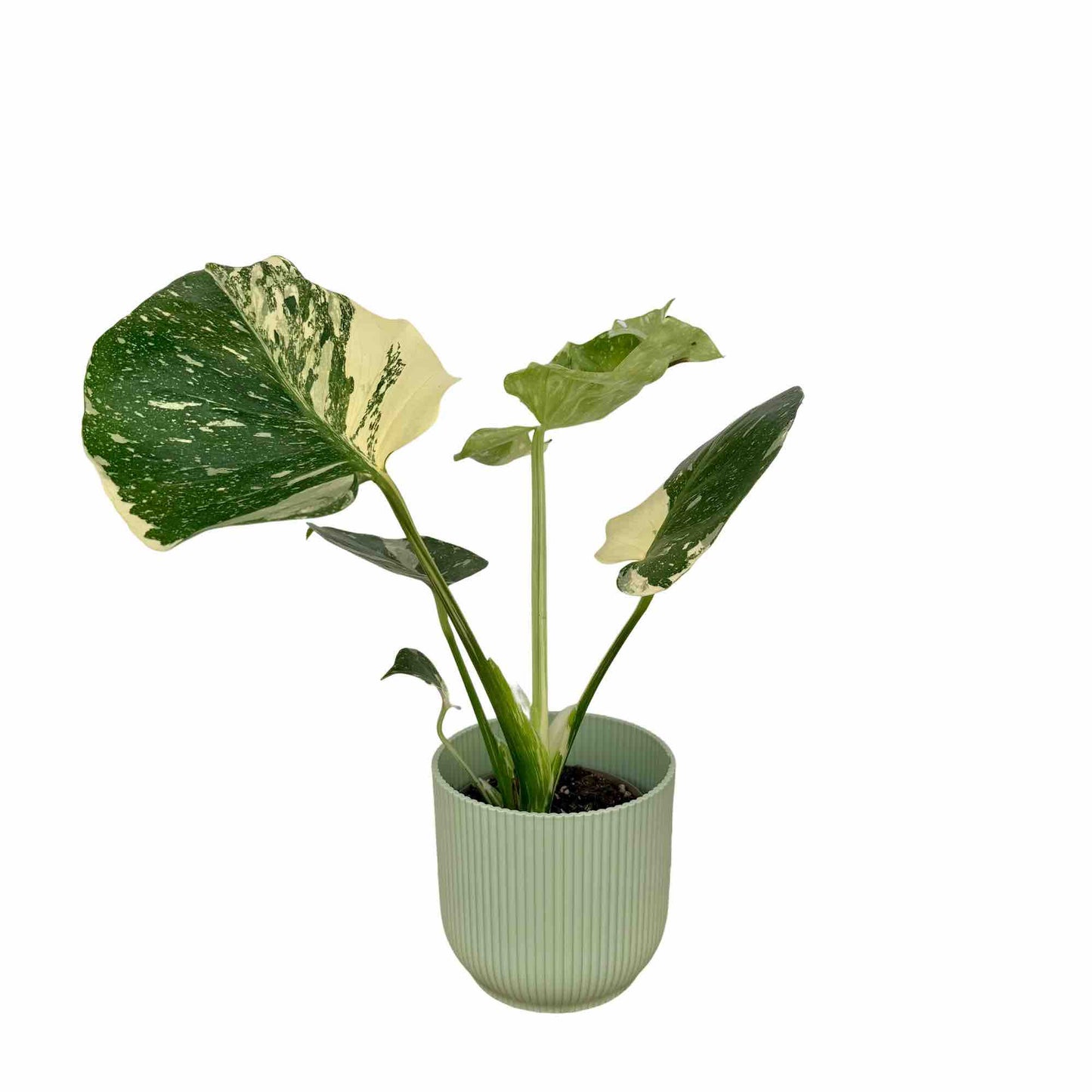 Monstera Thai Constellation