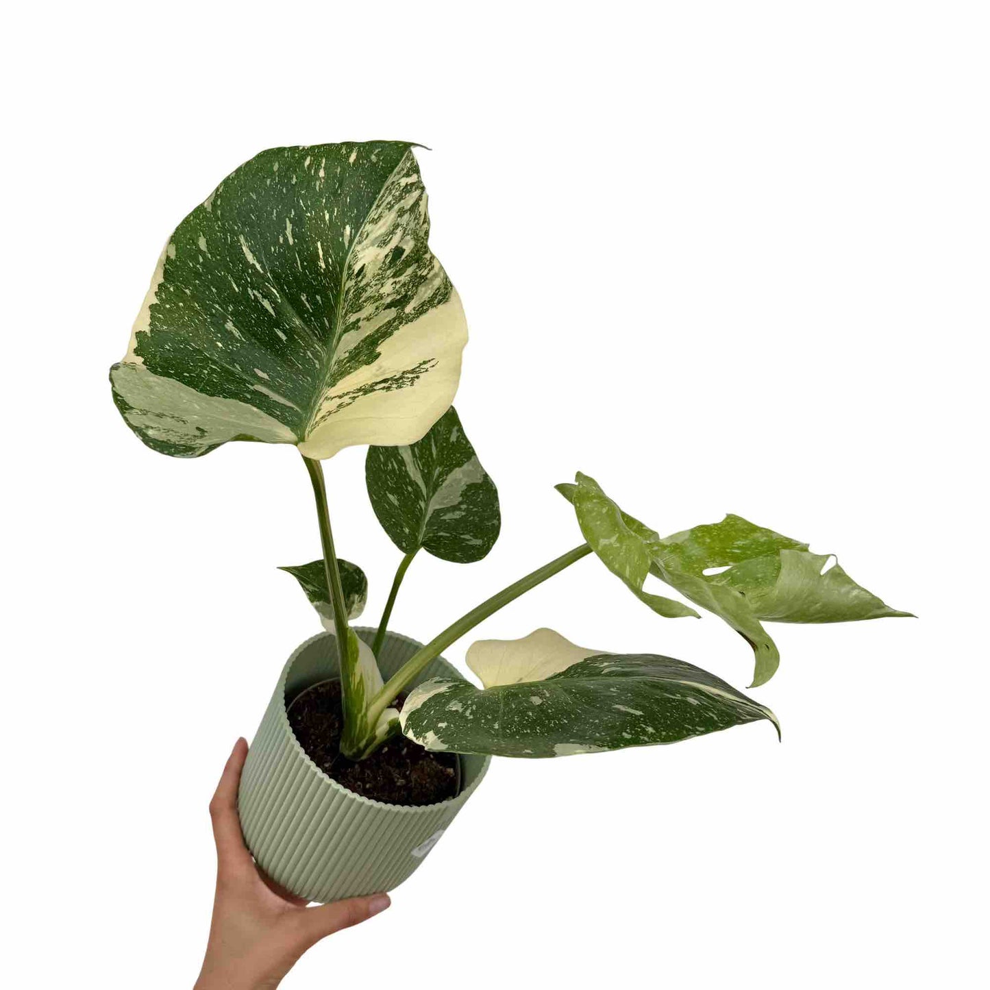 Monstera Thai Constellation