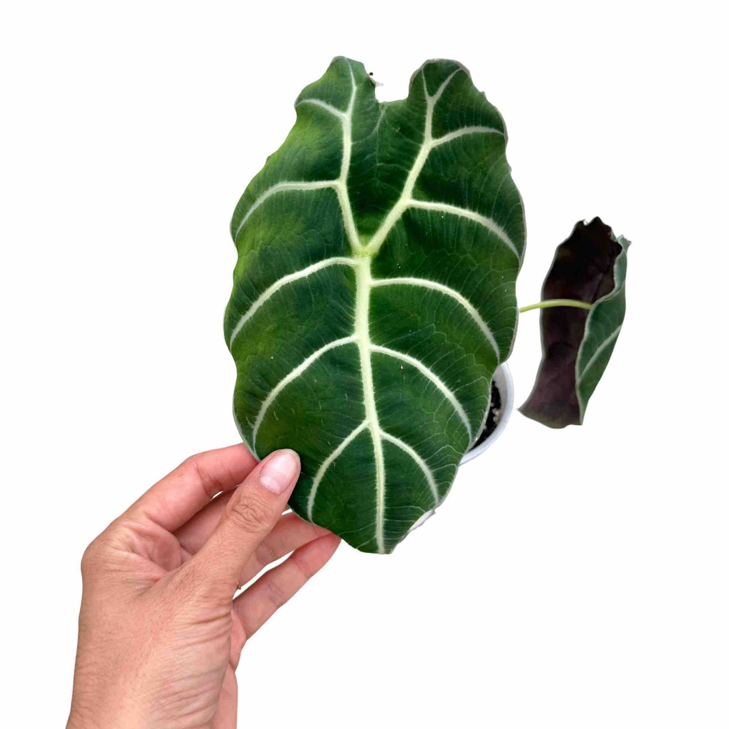 Alocasia Watsoniana