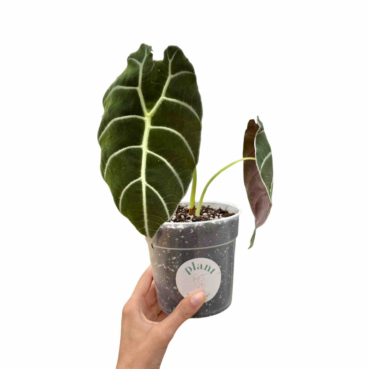 Alocasia Watsoniana