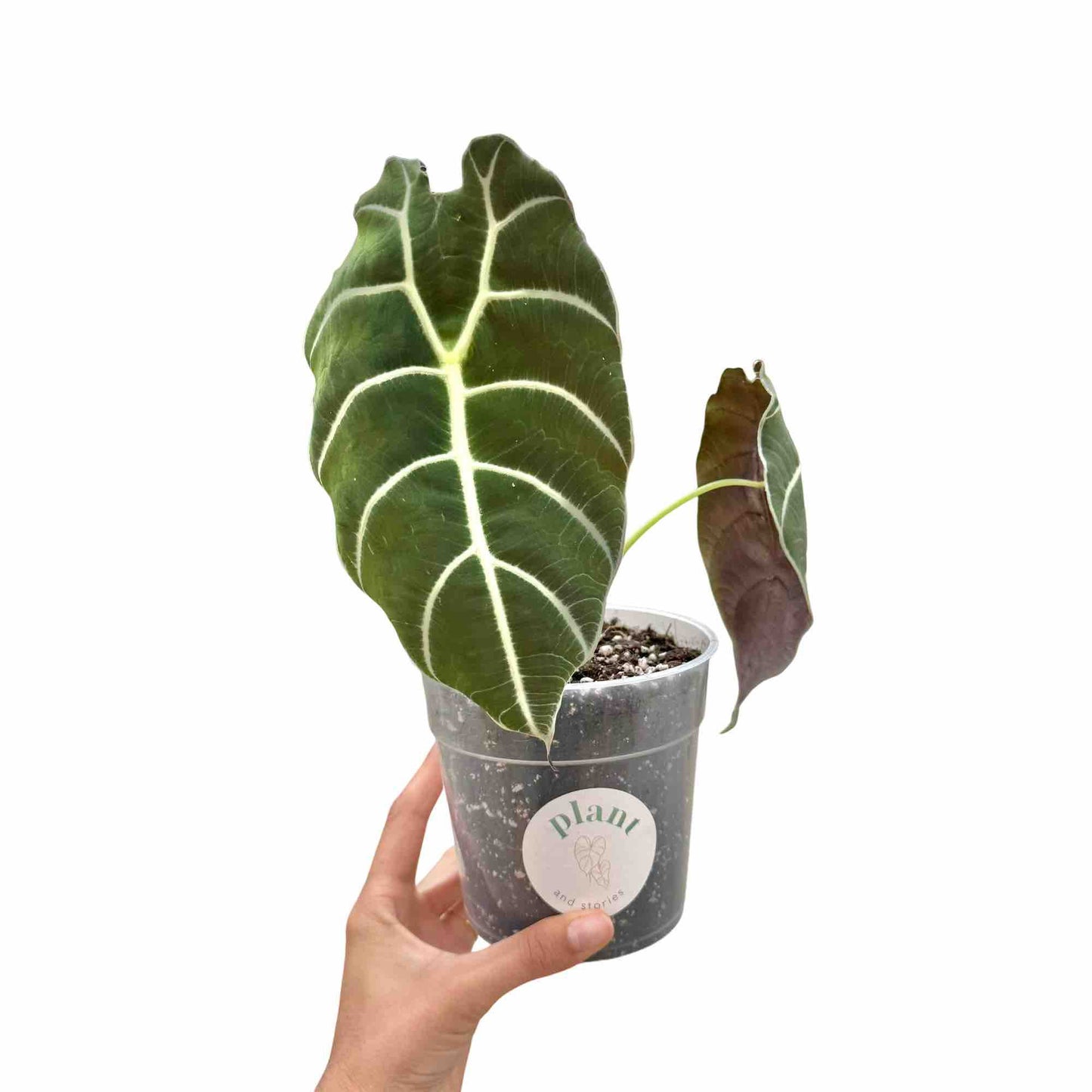 Alocasia Watsoniana