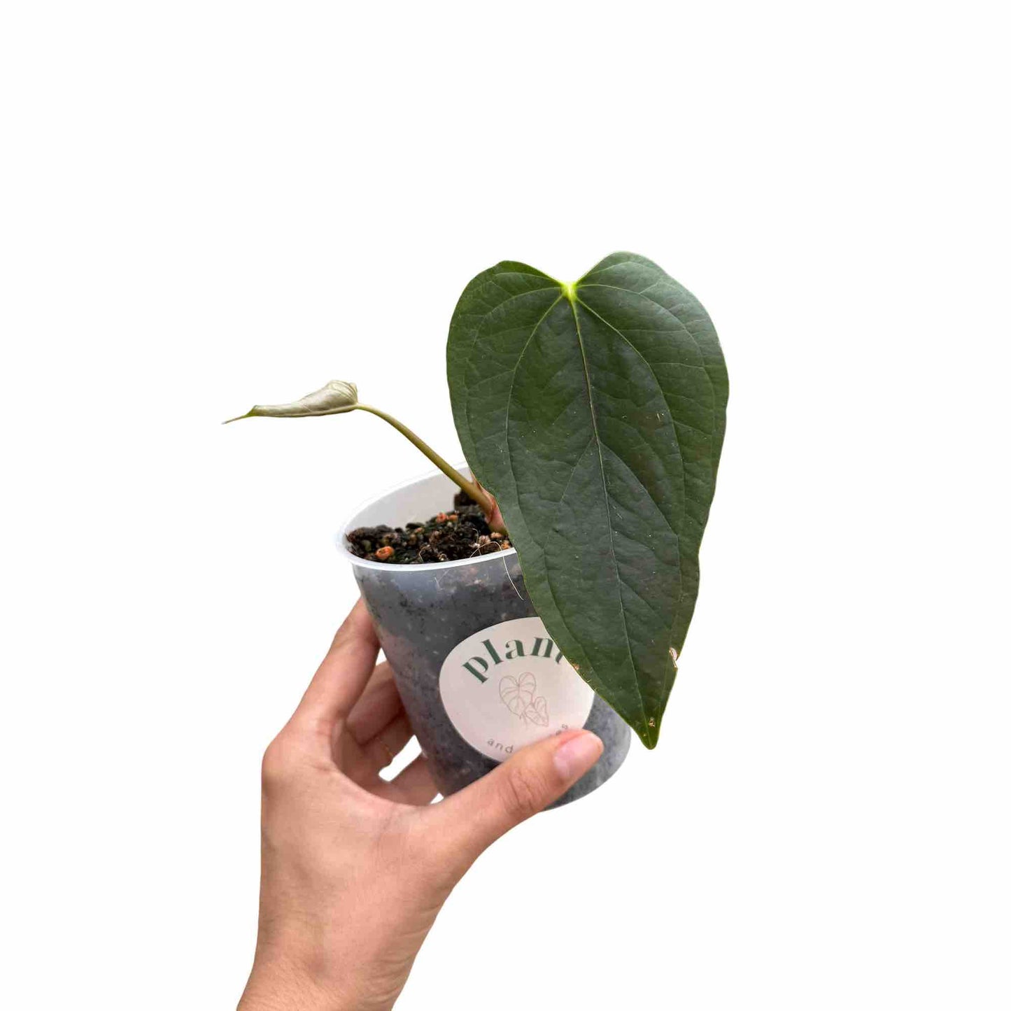 Anthurium Queen Of Hearts