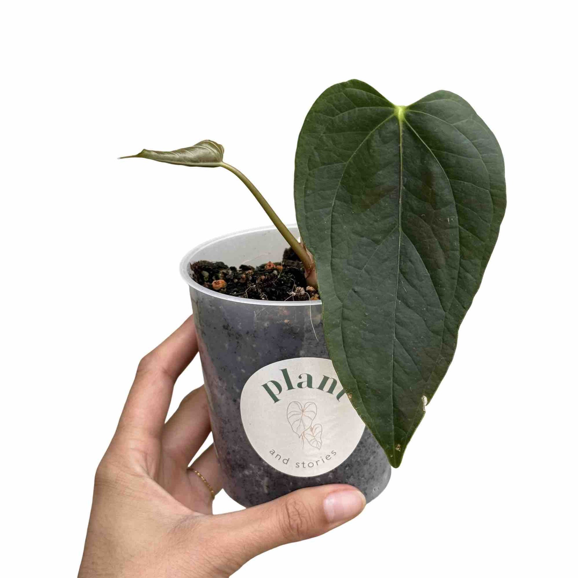anthurium jungle queen Anthurium Queen Of Hearts – plantandstories