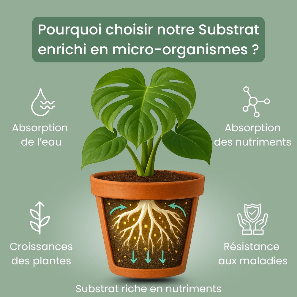 Terreau Hoya Premium - Enrichi en Mycorhize et Bacillus - Fabriqué en France