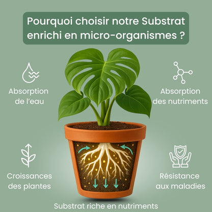 Terreau Hoya Premium - Enrichi en Mycorhize et Bacillus - Fabriqué en France