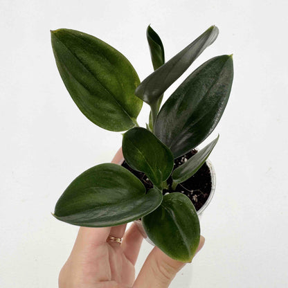 Scindapsus Treubii Dark Form