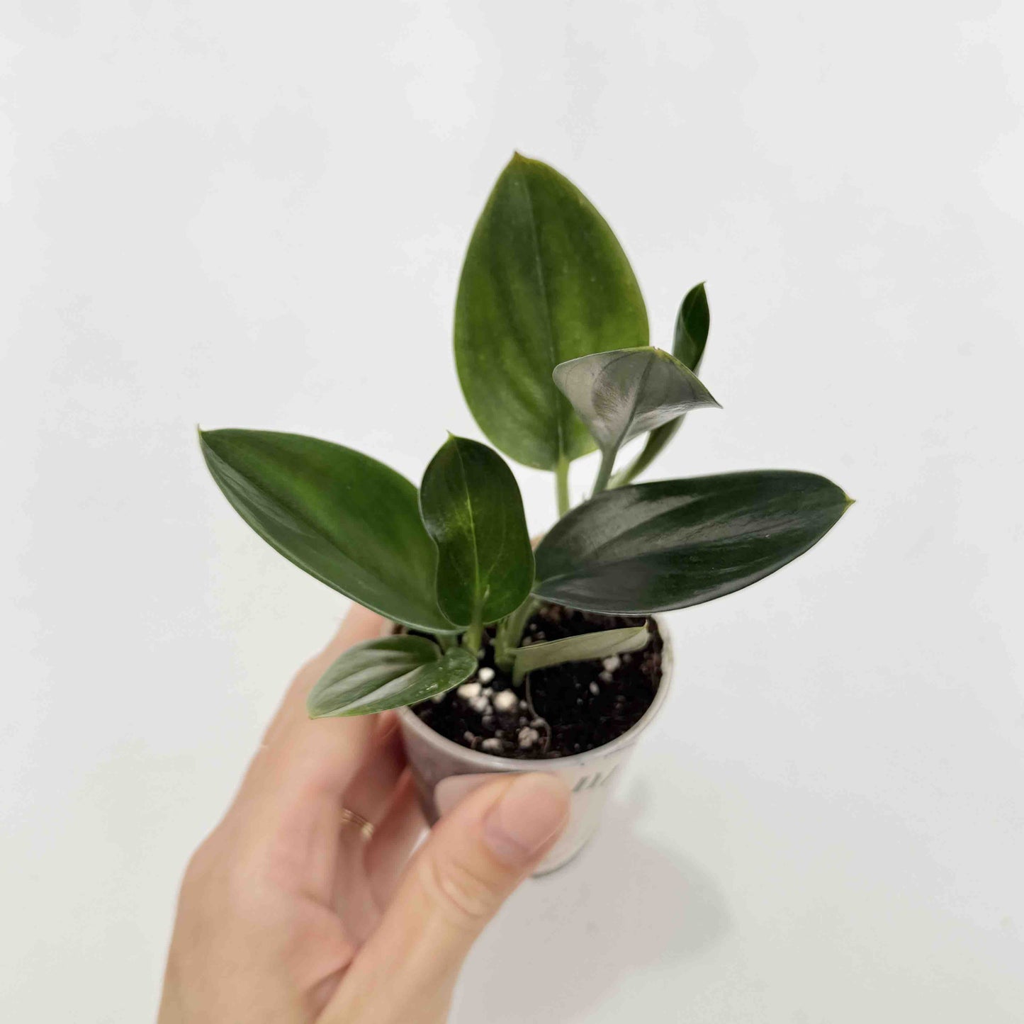 Scindapsus Treubii Dark Form