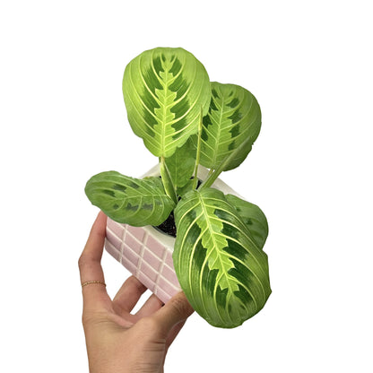 Maranta Lemon Lime