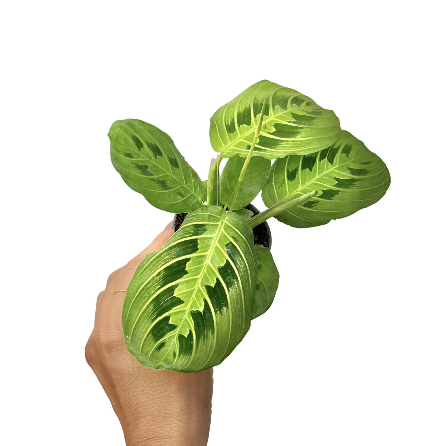 Maranta Lemon Lime