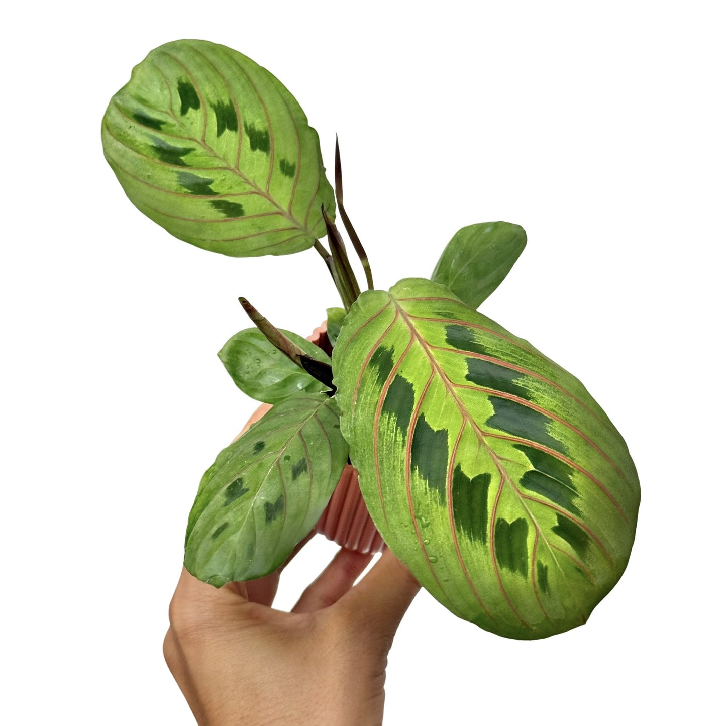 Maranta Leuconeura Fascinator
