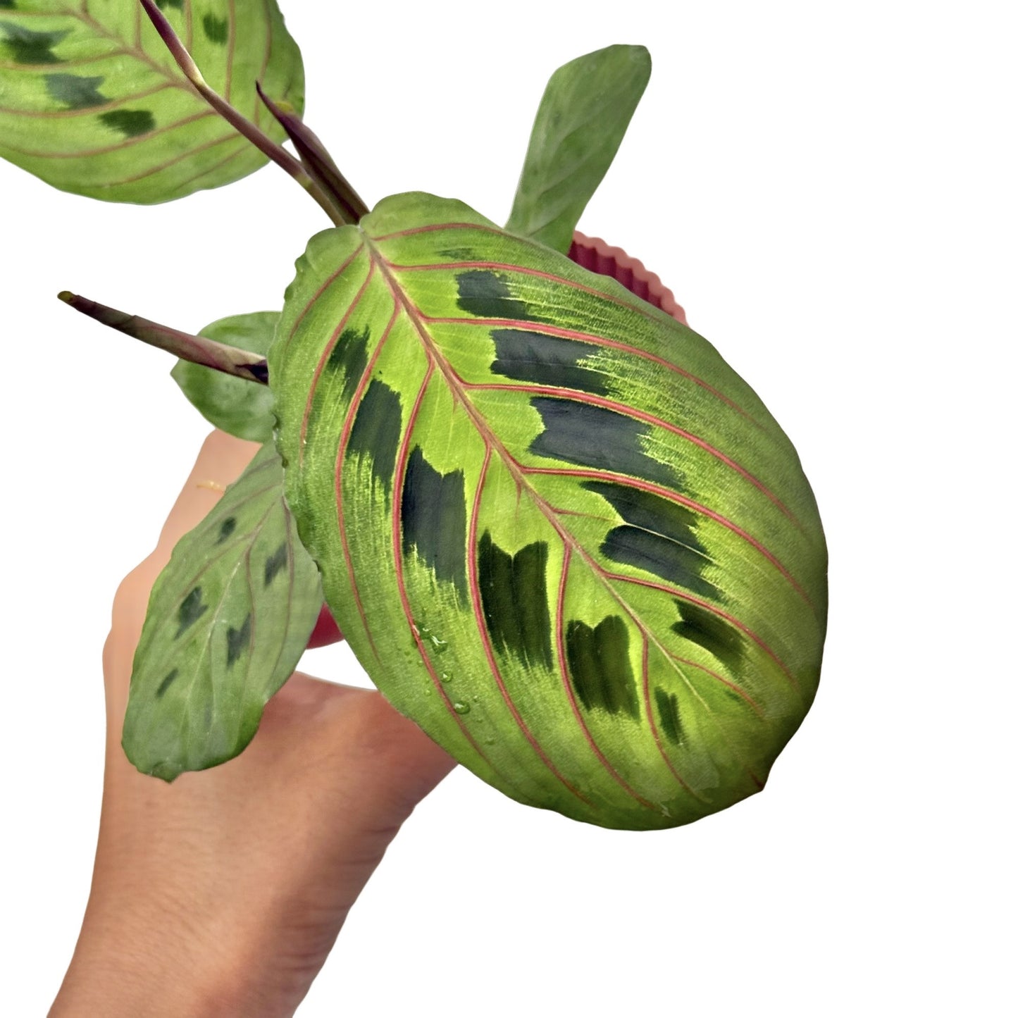 Maranta Leuconeura Fascinator