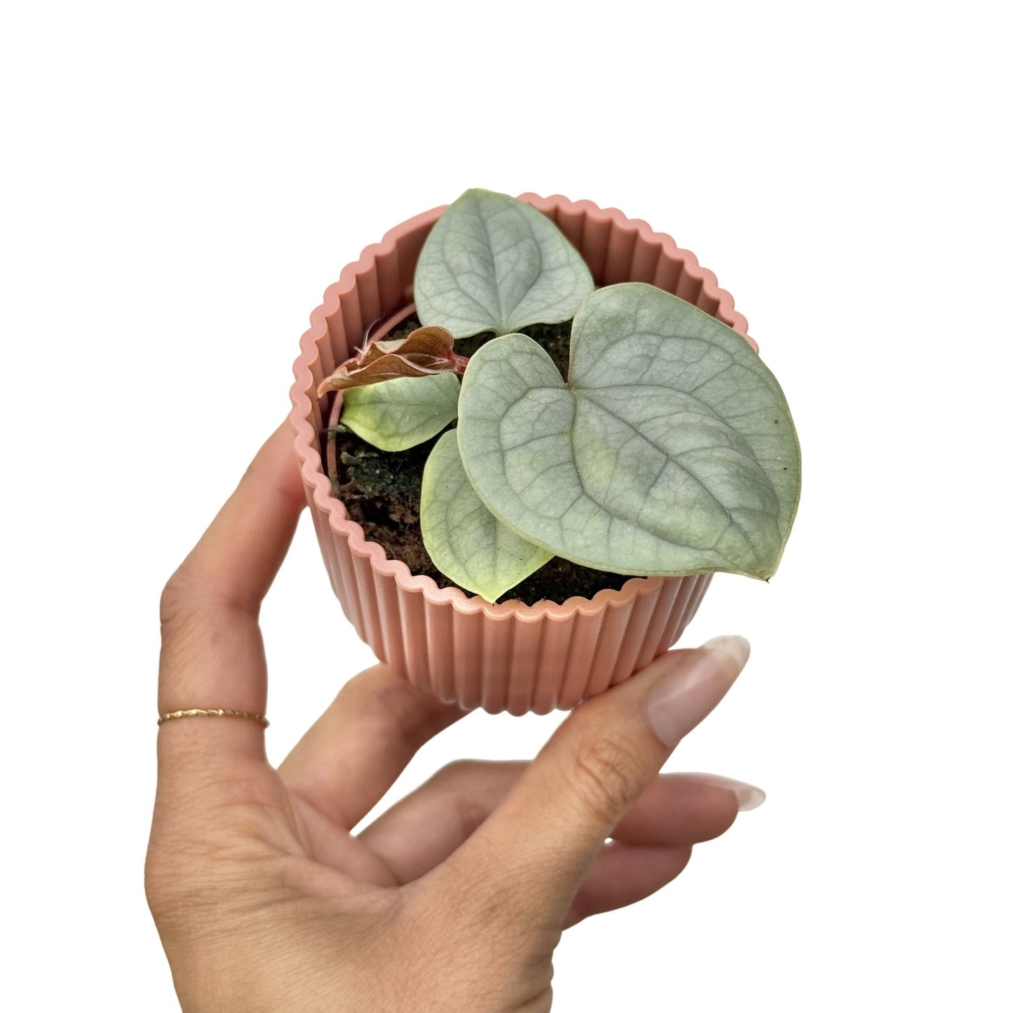 Anthurium Luxurians